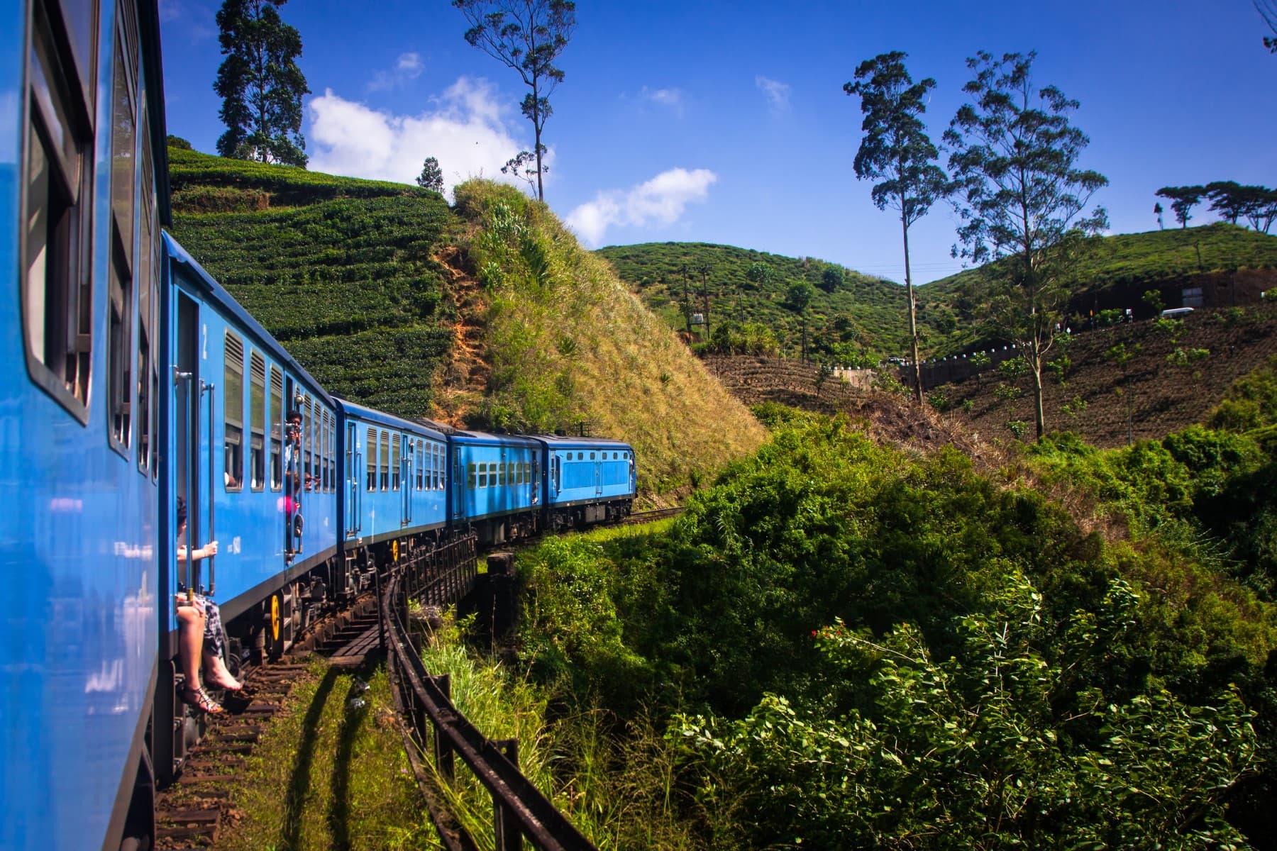 Tea Plantation Experience