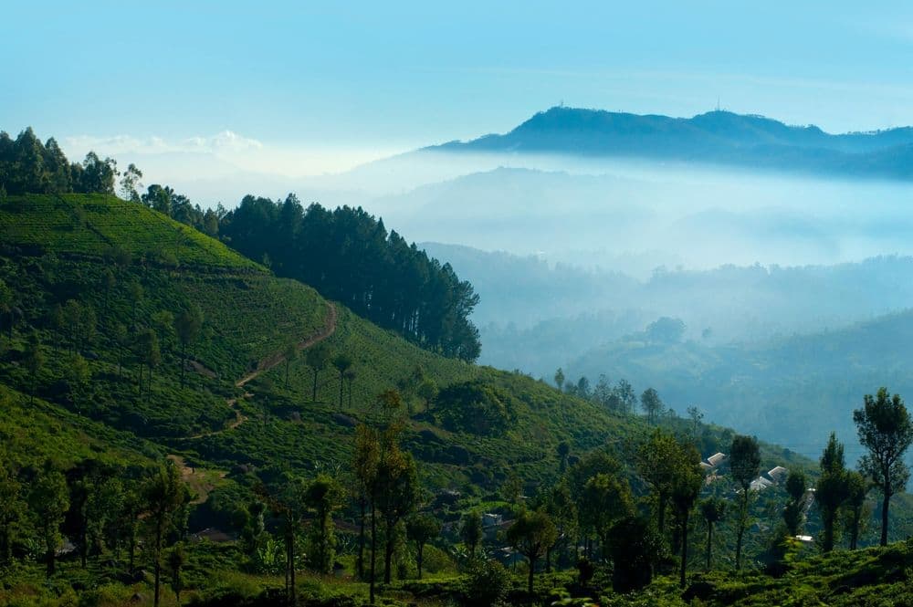 Tea plantations rolling across the hills near Ella