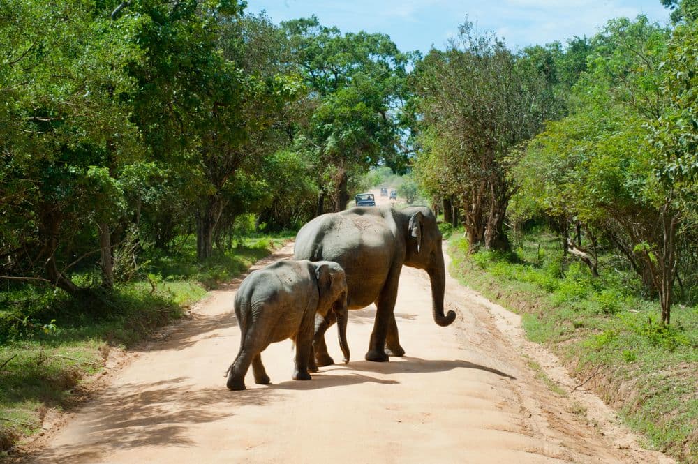 Sri Lanka Safari Guide: Where to See Elephants, Leopards, and More