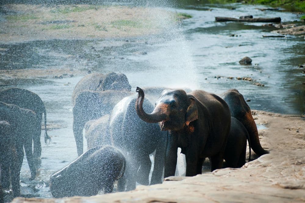 A herd of elephants bathing and spraying water at a river