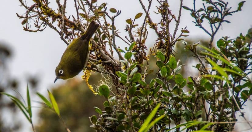 Bird and wildlife watching