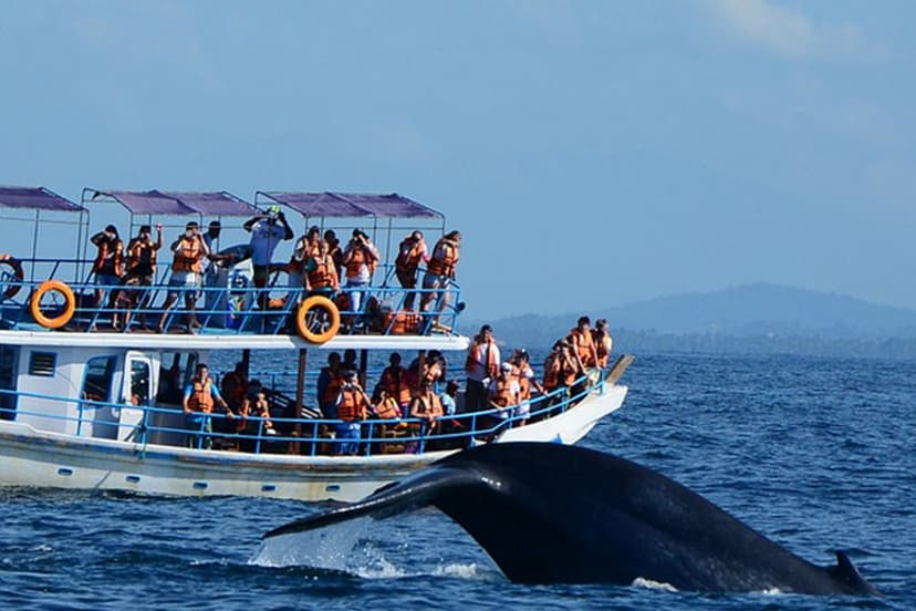Whale‑watching boat tour